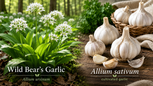 Comparing Both Types of Garlic (Allium sativum and Allium ursinum)